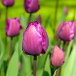 Bulbes à fleurs à planter à l'automne - Tulipe Negrita (x8) - face recto